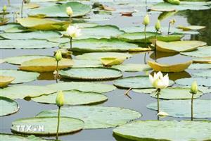 Mùa sen trắng tinh khôi ở hồ Tịnh Tâm trong Kinh thành Huế