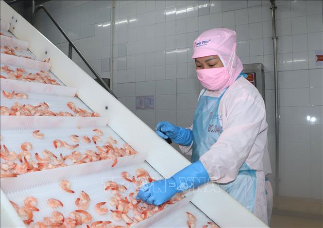 Ứng dụng công nghệ trong sản xuất chế biến tôm tại Tập đoàn thủy sản Minh Phú. Ảnh: Tuấn Phi - TTXVN