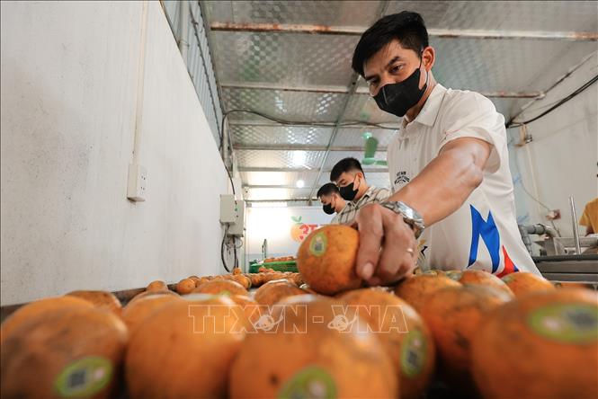 Mỗi trái cam đều được tích hợp tem truy xuất nguồn gốc, đảm bảo quy trình minh bạch từ trang trại đến tay người tiêu dùng. Ảnh: Lê Đông - TTXVN