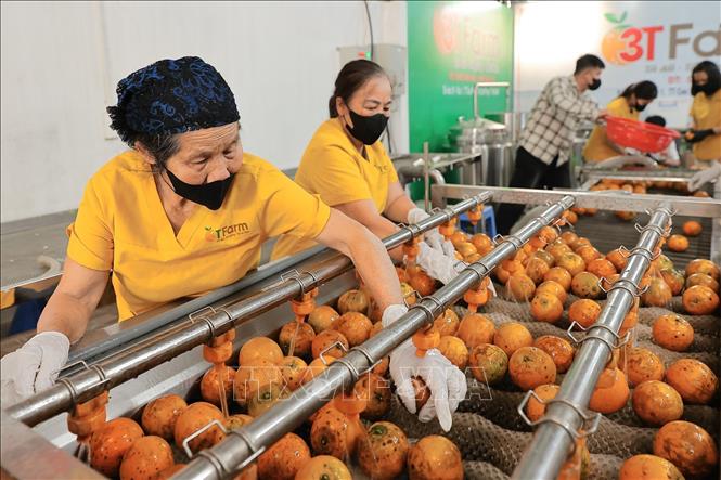 Khâu sơ chế sau thu hoạch được các thành viên HTX thực hiện bài bản trên dây chuyền hiện đại, nhằm tối ưu hóa giá trị nông sản. Ảnh: Lê Đông - TTXVN
