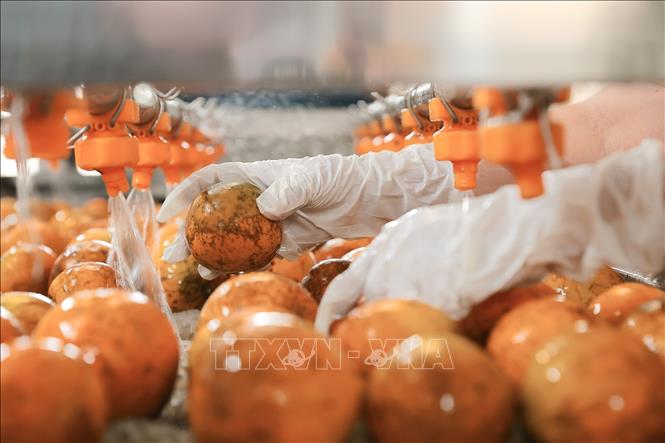 Cam sau thu hoạch được làm sạch và đóng gói cẩn thận trước khi đưa ra ngoài thị trường. Ảnh: Lê Đông - TTXVN