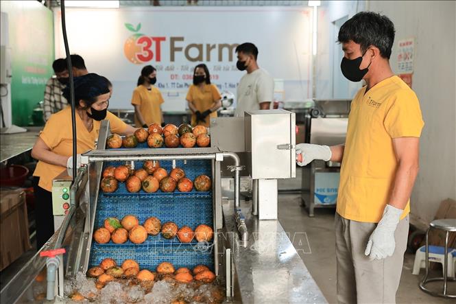 Khâu sơ chế sau thu hoạch được các thành viên HTX thực hiện bài bản trên dây chuyền hiện đại, nhằm tối ưu hóa giá trị nông sản. Ảnh: Lê Đông - TTXVN
