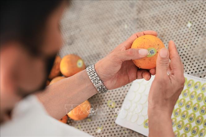 Mỗi trái cam đều được tích hợp tem truy xuất nguồn gốc, đảm bảo quy trình minh bạch từ trang trại đến tay người tiêu dùng. Ảnh: Lê Đông - TTXVN