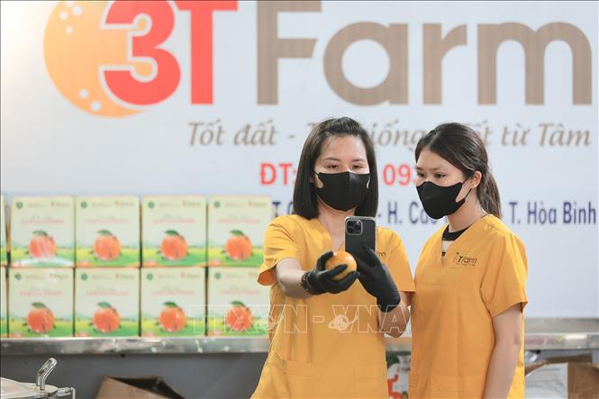 Hợp tác xã 3T nông sản Cao Phong đẩy mạnh chuyển đổi số, triển khai hệ thống quét mã QR để minh bạch thông tin, nâng cao giá trị và niềm tin đối với nông sản Việt. Ảnh: Lê Đông - TTXVN