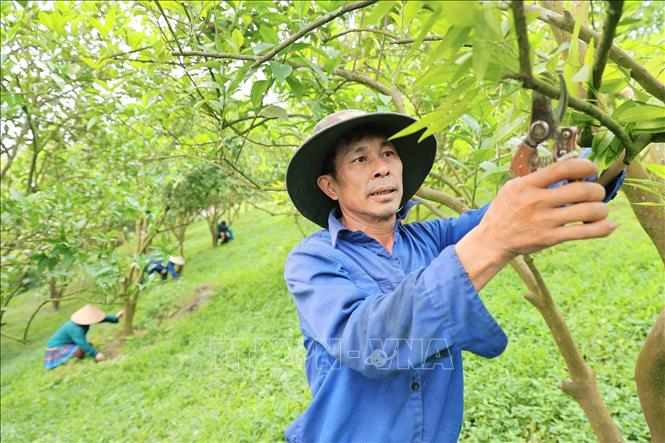 Thành viên Hợp tác xã 3T nông sản Cao Phong Loại bỏ cành sâu bệnh giúp cây tập trung dinh dưỡng để phát triển khung cành khỏe mạnh. Ảnh: Lê Đông - TTXVN