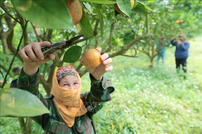Không khí thu hoạch nhộn nhịp trên các vườn cam đạt tiêu chuẩn VietGAP. Ảnh: Lê Đông - TTXVN