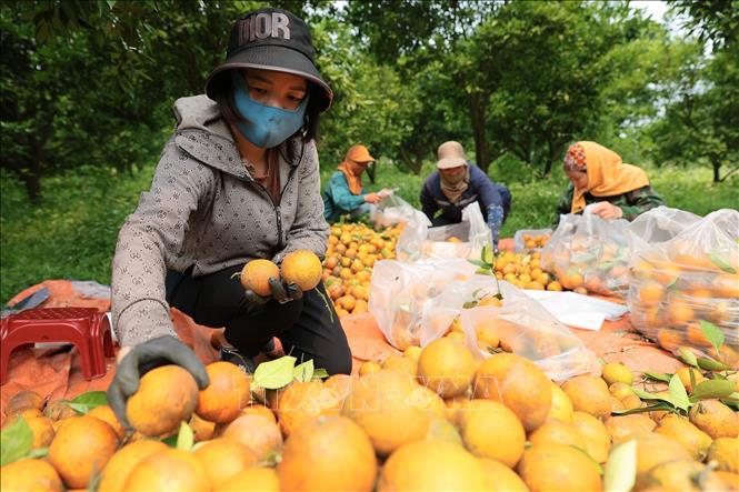 Cam sau khi thu hái được phân loại ngay tại vườn để đảm bảo chất lượng. Ảnh: Lê Đông - TTXVN