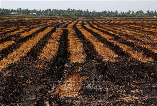 Cánh đồng tại xã Vị Thanh 1, sau khi thu hoạch xong lúa Đồng Xuân, người dân không làm ngay vụ lúa Hè Thu do sợ thiếu nước. Ảnh: Duy Khương – TTXVN