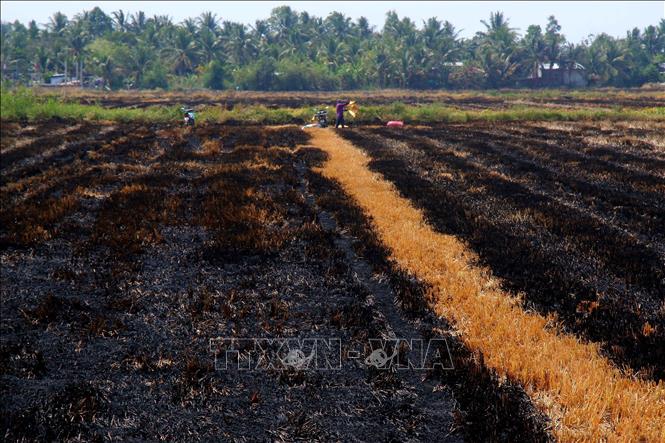 Người dân không gieo cấy vụ lúa Hè Thu do sợ thiếu nước. Ảnh: Duy Khương – TTXVN