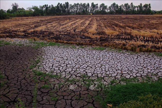Cánh đồng tại xã Vị Thủy, thành phố Cần Thơ, nứt nẻ do thiếu nước. Ảnh: Duy Khương – TTXVN
