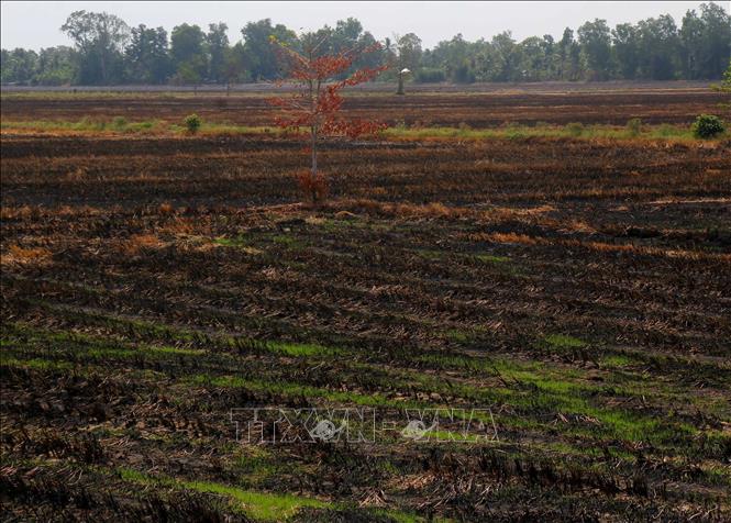 Người dân không gieo cấy vụ lúa Hè Thu ngay do sợ thiếu nước. Ảnh: Duy Khương – TTXVN