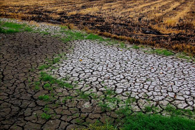 Cánh đồng tại xã Vị Thủy, thành phố Cần Thơ, nứt nẻ do thiếu nước. Ảnh: Duy Khương – TTXVN