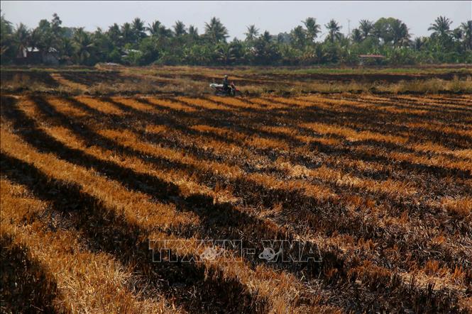 Người dân không gieo cấy ngay vụ lúa Hè Thu do sợ thiếu nước. Ảnh: Duy Khương – TTXVN