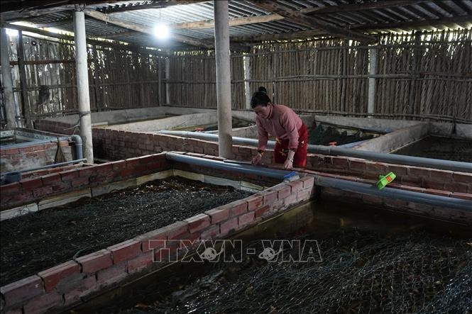 Người nuôi lươn tại xã An Trạch, tỉnh Cà Mau đang gặp nhiều khó khăn vì giá lươn thương phẩm giảm mạnh. Ảnh: Huỳnh Anh - TTXVN