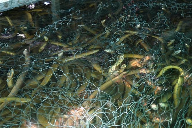 Vụ nuôi cũ không xuất bán được, trong khi vụ nuôi sau đã gần tới kỳ thu hoạch. Ảnh: Huỳnh Anh - TTXVN
