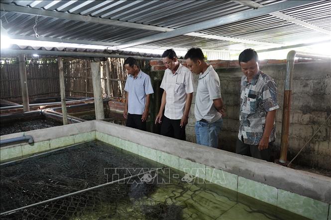 Trước thực trạng hơn 100 tấn lươn đang bế tắc đầu ra, các cấp chính quyền địa phương và ngành chức năng tỉnh Cà Mau đang tích cực vào cuộc để tháo gỡ khó khăn cho bà con nông dân. Ảnh: Huỳnh Anh - TTXVN
