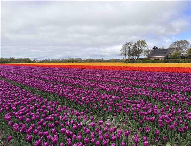 Cánh đồng hoa tulip bát ngát bên ngoài công viên Keukenhof. Ảnh : Hương Giang - PV TTXVN tại Bỉ