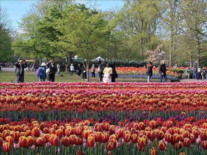 Với 7 triệu củ hoa, khoảng 800 giống tulip và 200 giống hoa thủy tiên khác nhau,công viên hoa tulip Keukenhof luôn là điểm đến yêu thích của du khách. Ảnh: Hương Giang - PV TTXVN tại Bỉ