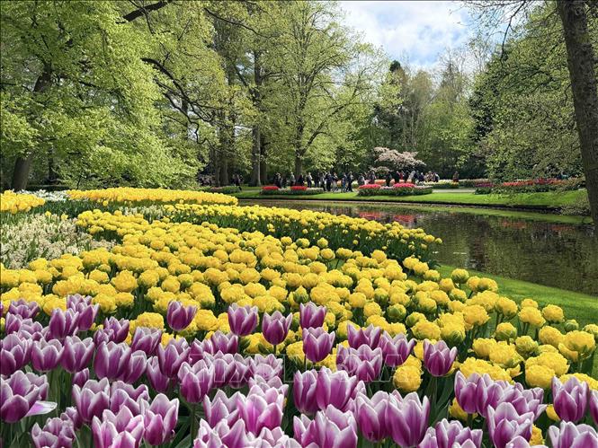 Trải rộng trên diện tích 32 ha, Keukenhof mỗi năm trồng tới 7 triệu củ hoa, với khoảng 800 giống tulip và 200 giống hoa thủy tiên khác nhau. Ảnh : Hương Giang - PV TTXVN tại Bỉ