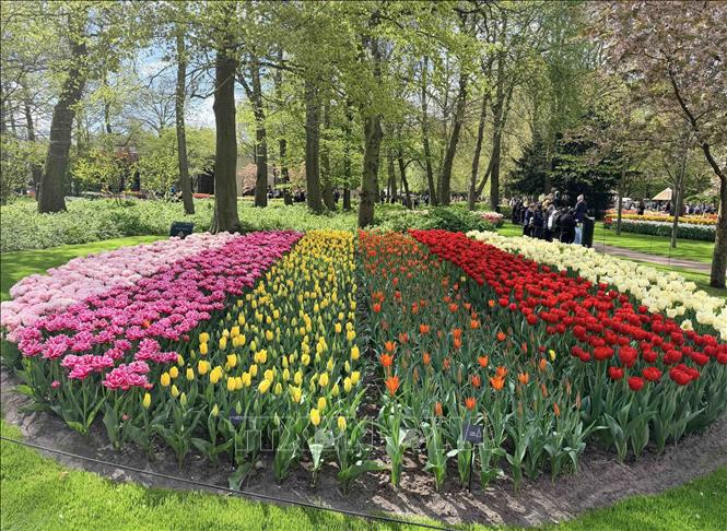 Trải rộng trên diện tích 32 ha, Keukenhof mỗi năm trồng tới 7 triệu củ hoa, với khoảng 800 giống tulip và 200 giống hoa thủy tiên khác nhau. Ảnh : Hương Giang - PV TTXVN tại Bỉ