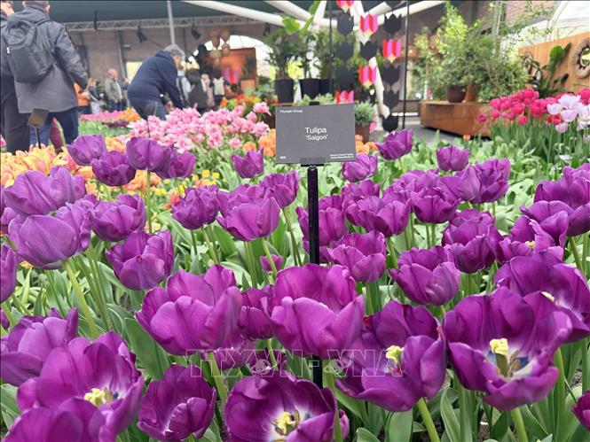 Giống hoa tulip mang tên 