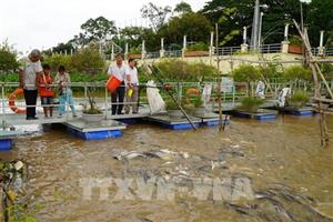 Đồng Tháp: Đàn cá tự nhiên chọn bến sông làm nhà nhờ tình người