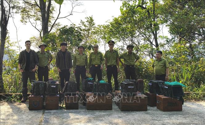 Lực lượng chức năng thả các cá thể Tê tê Java về với tự nhiên. Ảnh: Văn Dũng - TTXVN