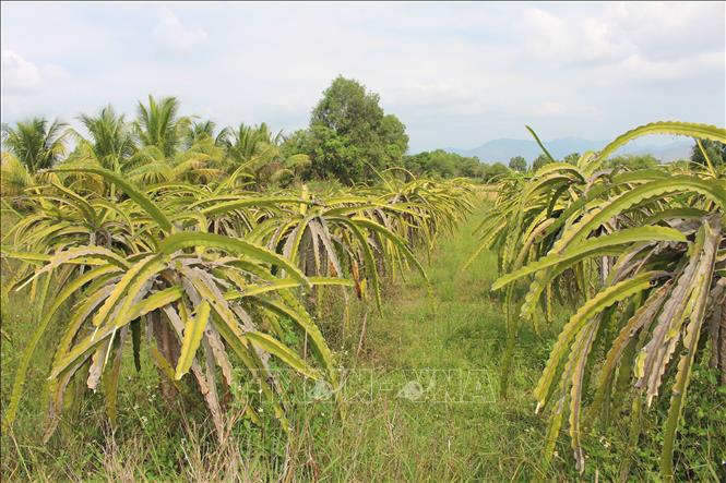 Một số diện tích thanh long đã bộc lộ hiệu quả kinh tế thấp do điều kiện đất đai không còn phù hợp, nhiều sâu bệnh. Ảnh: Hồng Hiếu- TTXVN