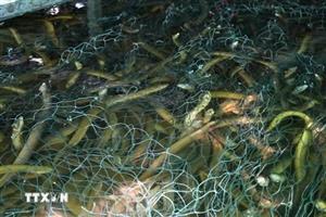 Lao đao vì hơn 100 tấn lươn thương phẩm không có đầu ra