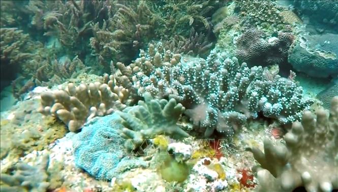 The Con Co Marine Protected Area covers approximately 4,300 hectares and is home to 954 species of marine life, including over 260 species of fish and 137 species of coral; among them are coral reefs considered to be among the best-developed in Vietnam. VNA Photo: Nguyên Linh