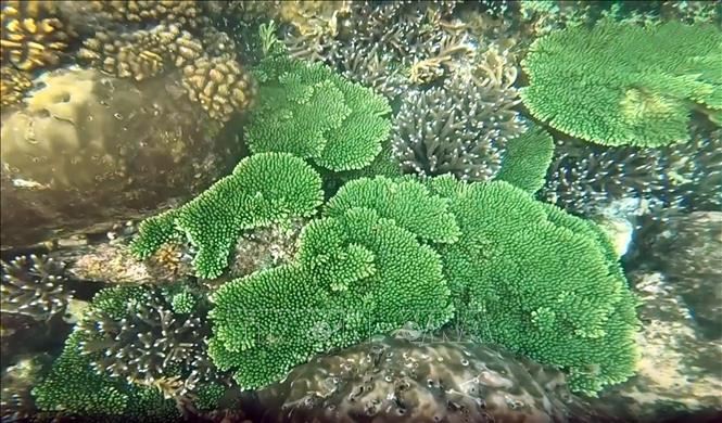 The Con Co Marine Protected Area covers approximately 4,300 hectares and is home to 954 species of marine life, including over 260 species of fish and 137 species of coral; among them are coral reefs considered to be among the best-developed in Vietnam. VNA Photo: Nguyên Linh