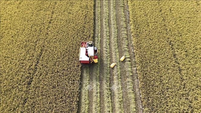 Nông dân An Giang thu hoạch lúa trong Đề án 1 triệu ha lúa chất lượng cao, phát thải thấp. Ảnh: Thanh Sang-TTXVN