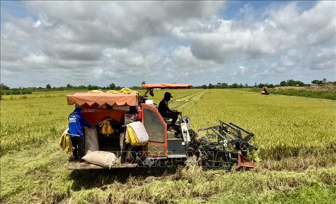 Nông dân An Giang thu hoạch lúa trong Đề án 1 triệu ha lúa chất lượng cao, phát thải thấp. Ảnh: Thanh Sang-TTXVN
