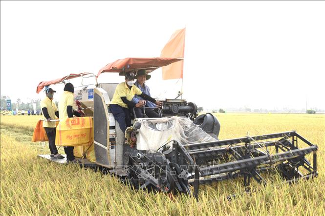 Nông dân An Giang thu hoạch lúa trong Đề án 1 triệu ha lúa chất lượng cao, phát thải thấp. Ảnh: Thanh Sang-TTXVN