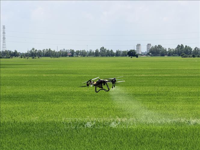 Nông dân An Giang sử dụng thiết bị bay không người lái để chăm sóc đồng ruộng. Ảnh: Thanh Sang-TTXVN