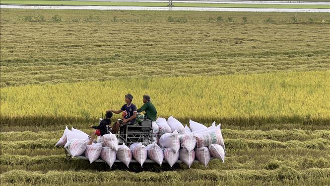 Nông dân An Giang thu hoạch lúa trong Đề án 1 triệu ha lúa chất lượng cao, phát thải thấp. Ảnh: Thanh Sang-TTXVN