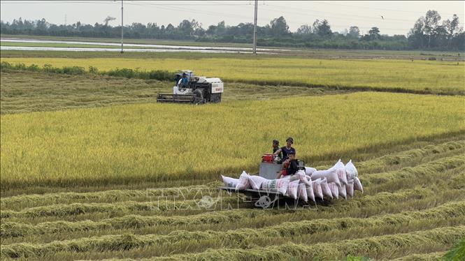 Nông dân An Giang thu hoạch lúa trong Đề án 1 triệu ha lúa chất lượng cao, phát thải thấp. Ảnh: Thanh Sang-TTXVN