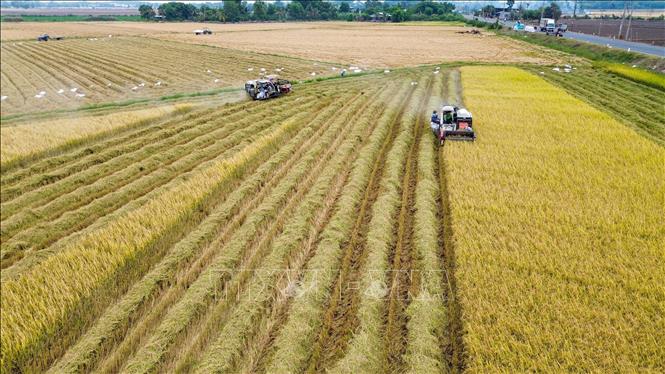 Nông dân Tây Ninh bước vào vụ thu hoạch lúa với niềm vui được mùa. Ảnh: Giang Phương - TTXVN