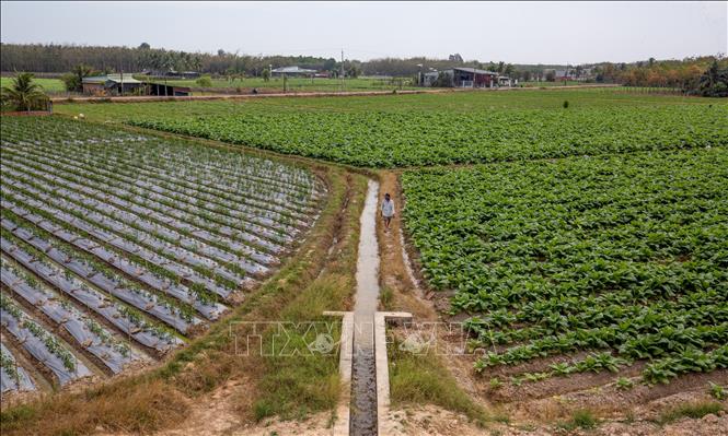 Nhờ nguồn nước từ hệ thống kênh thủy lợi nội đồng dồi dào, nông dân Tây Ninh phát triển sản xuất, nâng cao hiệu quả kinh tế. Ảnh: Giang Phương - TTXVN
