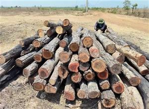 Tăng cường quản lý bảo vệ rừng giáp ranh giữa Đắk Lắk với Gia Lai