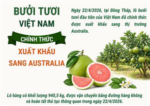 Bưởi tươi Việt Nam chính thức xuất khẩu sang Australia