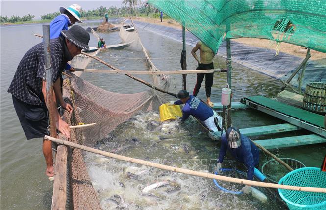 Công nhân thu hoạch cá tra xuất khẩu tại ao nuôi của bà Phạm Thị Vân Hương, ấp Vĩnh Phúc, xã Vĩnh Hanh, tỉnh An Giang. Ảnh: Công Mạo-TTXVN