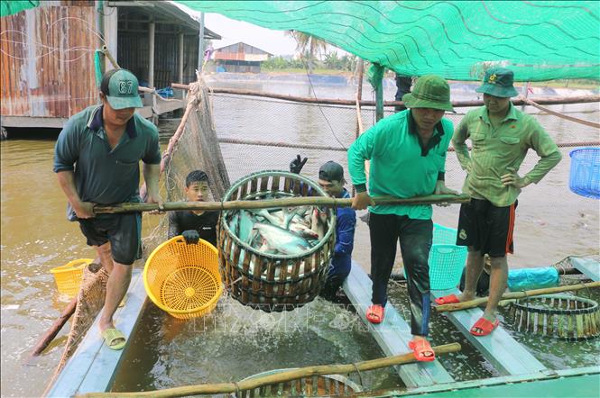 Với giá dao động từ 5.000 - 8.000 đồng/kg, mô hình nuôi cá tra liên kết với doanh nghiệp là hướng đi bền vững của nông dân tỉnh An Giang. Ảnh: Công Mạo-TTXVN