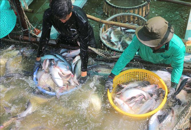 Công nhân thu hoạch cá tra xuất khẩu tại ao nuôi gia đình bà Phạm Thị Vân Hương, ấp Vĩnh Phúc, xã Vĩnh Hanh, tỉnh An Giang. Ảnh: Công Mạo-TTXVN