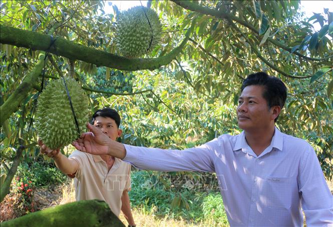 Nông dân tham quan vườn sầu riêng cho trái nghịch vụ của anh Cao Chí Đại, xã Vĩnh Hanh, tỉnh An Giang. Ảnh: Công Mạo-TTXVN