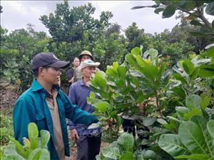 Phát triển vùng sản xuất nông nghiệp hàng hóa tập trung