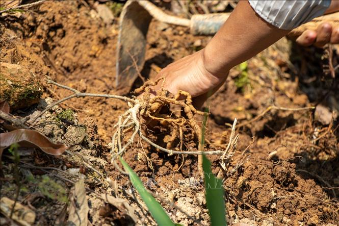 Harvesting herbal roots, giving stable income to local in mountainous area of Da Nang. VNA Photo: Xuân Quý