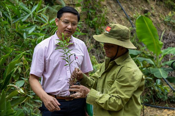 Instead of short-term crops, people are planting large timber trees with a focus on sustainable development. VNA Photo: Xuân Quý