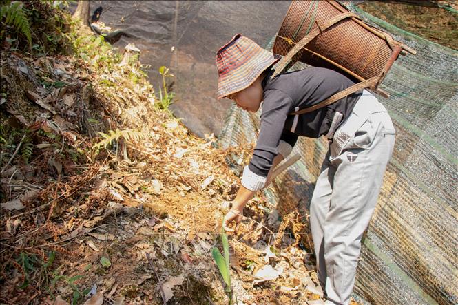 Under the forest canopy in Tay Giang commune, new models of herbal plantations are emerging. VNA Photo: Xuân Quý