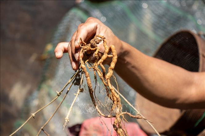 Gynochthodes officinalis grow well in shaded conditions, suitable for growing under forest canopy. VNA Photo: Xuân Quý